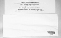 Phomopsis piceae image